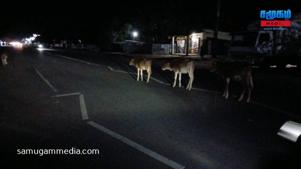 கிளிநொச்சியில் வீதிகளை ஆக்கிரமித்துள்ள கால்நடைகள்; விபத்தில் சிக்கும் பயணிகள்..! 